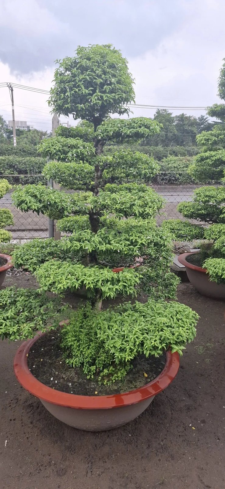 Mai Chiếu Thủy 2m
