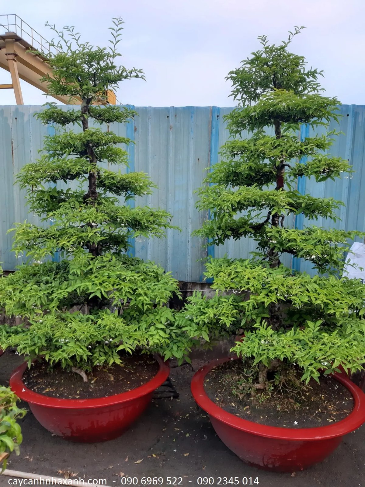 Mai Chiếu Thủy 2m
