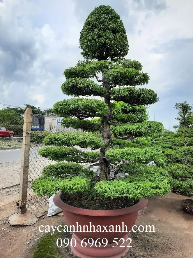 Mai Chiếu Thủy 3m