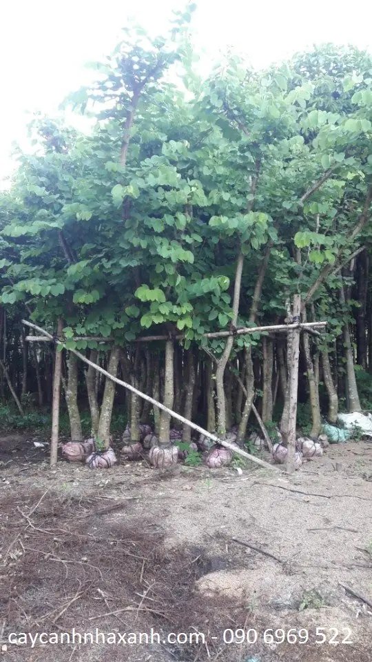 Móng Bò Tím