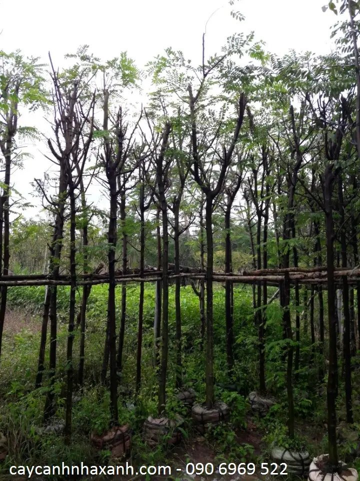 Muồng Hoa Đào