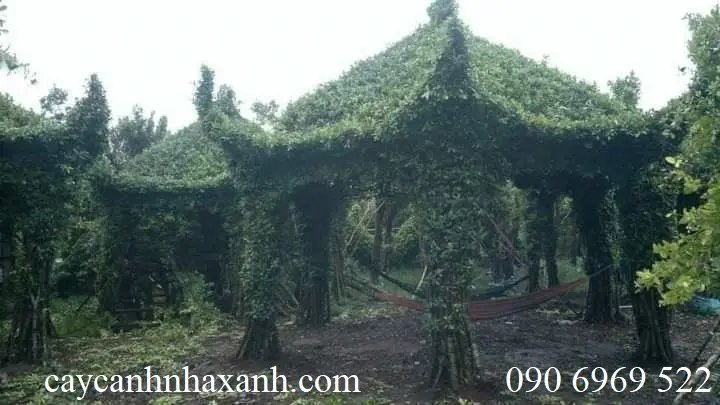 Nhà Chòi Cây sanh