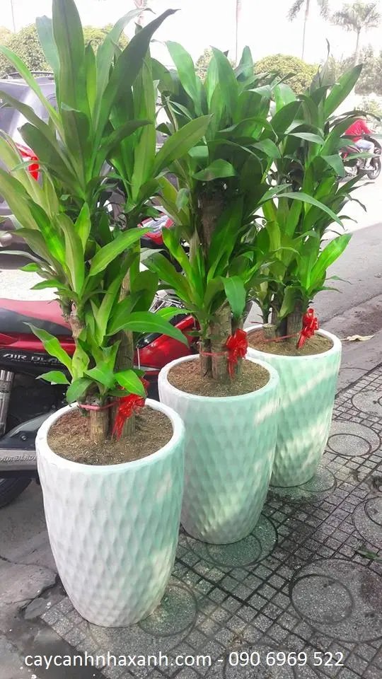 Phát Tài Khúc