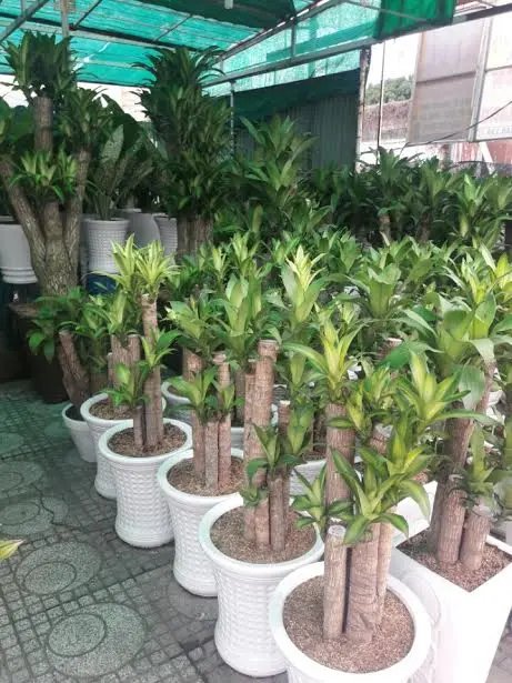 Phát Tài Khúc Nhỏ