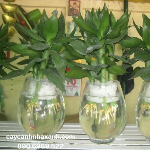 Phát Tài Nước