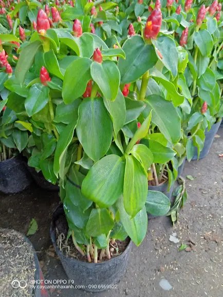 Phúc Lộc Thọ