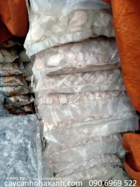 Sỏi Hồng