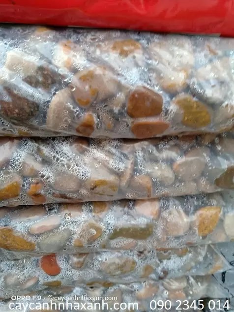 Sỏi Vàng