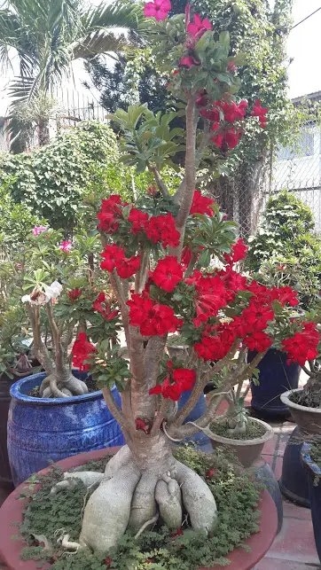 Sứ Thái