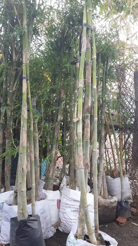 Tầm Vông