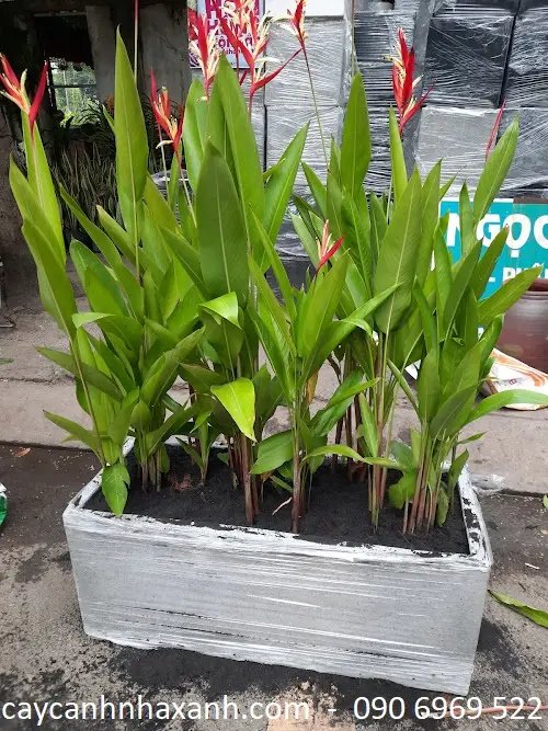 Thiên Điểu