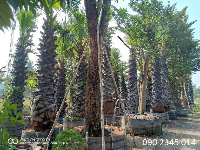 Thốt Nốt
