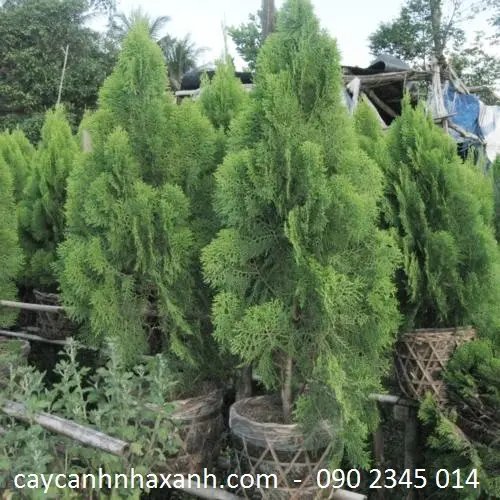 Trắc Bá Diệp