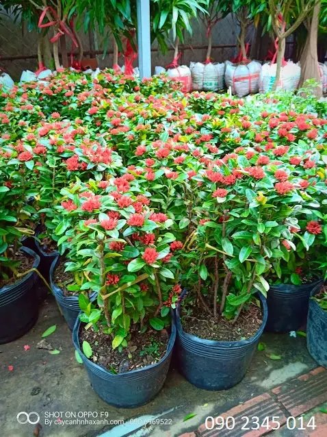 Trang Sen Lớn