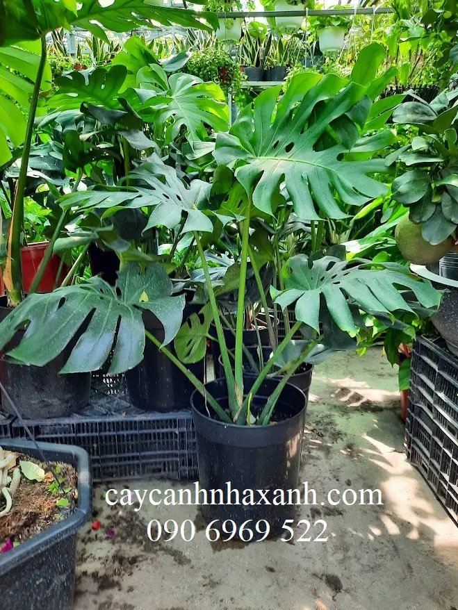 Trầu Bà Lá Xẻ Lớn
