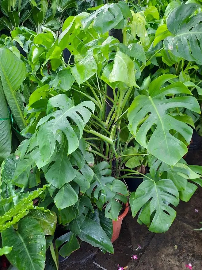 Trầu Bà Lá Xẻ trung