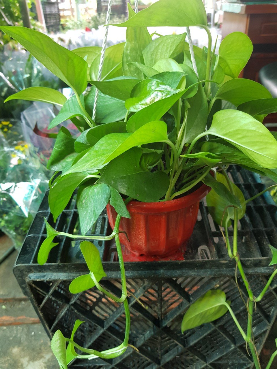 Trầu Bà Thái