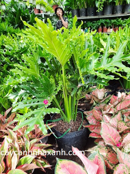 Trầu Bà Thanh Xuân