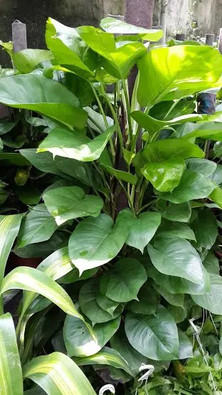 Trầu Bà Lá Lớn (Trầu ống)