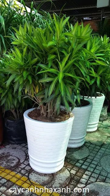 Trúc Bách Hợp