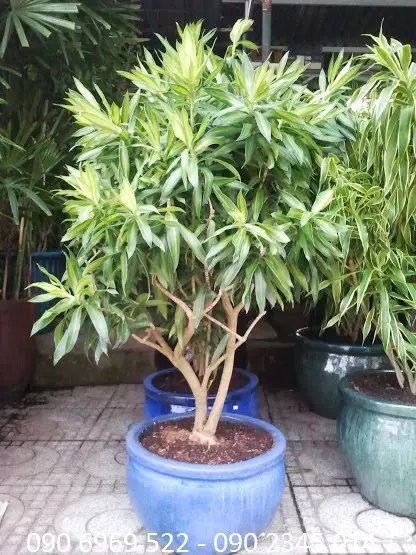 Trúc Bách Hợp lớn