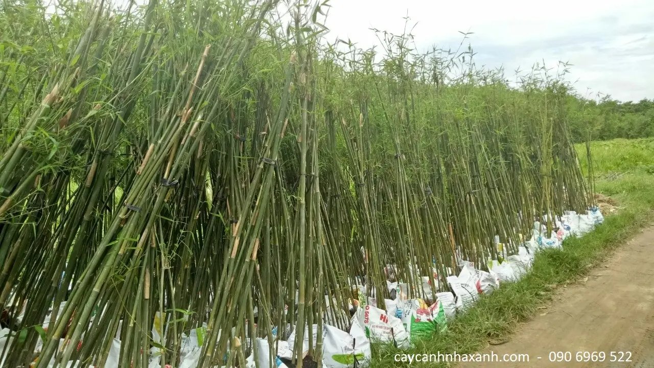 Trúc Cần Câu