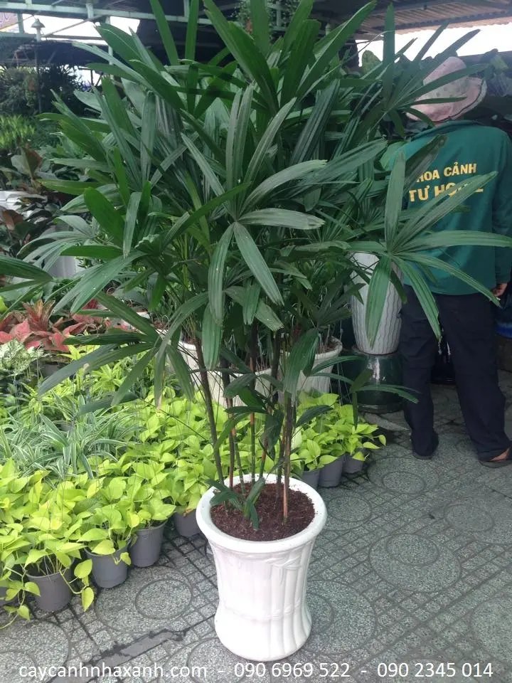 Trúc Mây (Mật Cật)