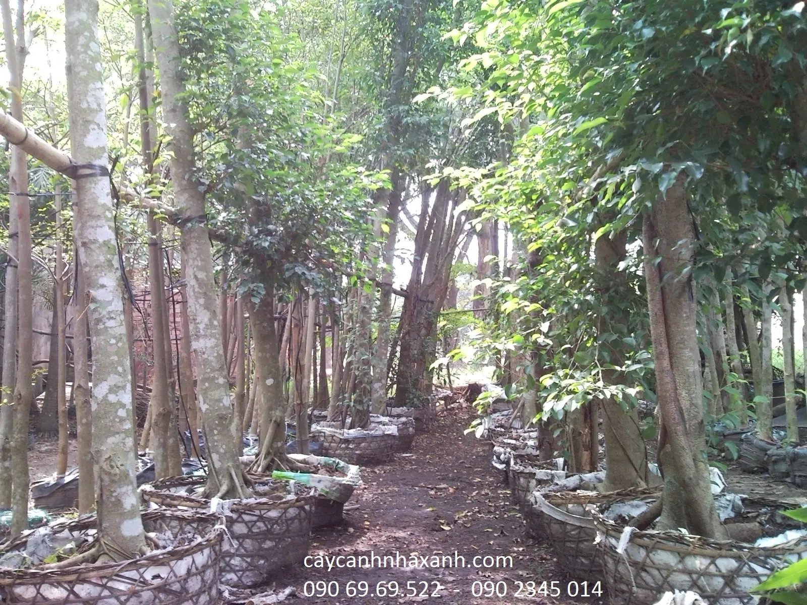 Vườn ươm cây công trình