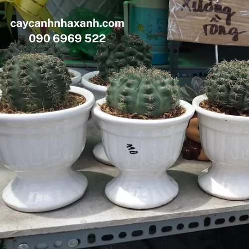 Xương Rồng