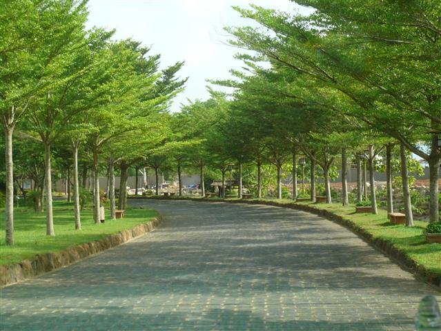 CÂY BÀNG ĐÀI LOAN 3