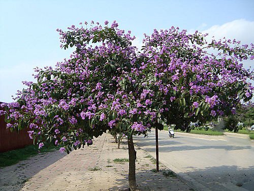 CÂY BẰNG LĂNG 3