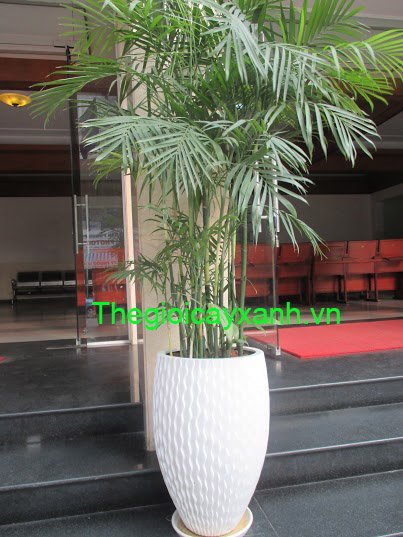 CÂY CAU HAWAI: Giá Từ 199k, Đặc Điểm, Ý Nghĩa, Cách Trồng Và Chăm Sóc. 3