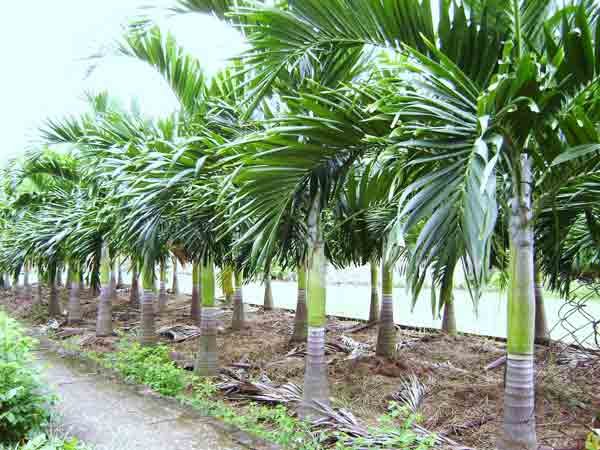 CÂY CAU TRẮNG 3