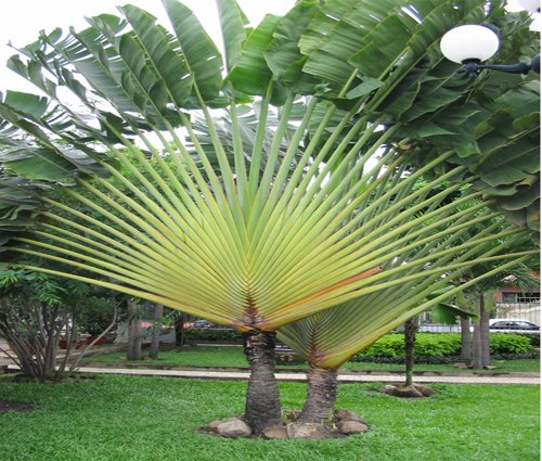 CÂY CHUỐI RẺ QUẠT 3