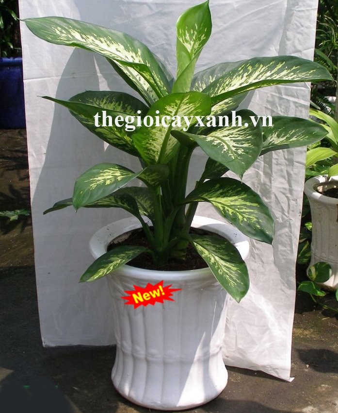 Cây Dạ Lan Thanh: Giá từ 329k, Ý nghĩa, công dụng, cách trồng, chăm sóc 3