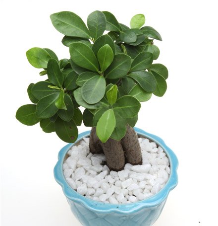 CÂY ĐA NHÂN SÂM HÀN QUỐC 3
