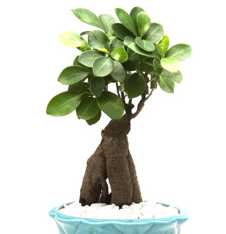 CÂY ĐA NHÂN SÂM HÀN QUỐC 2
