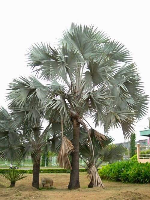 CÂY KÈ BẠC 2