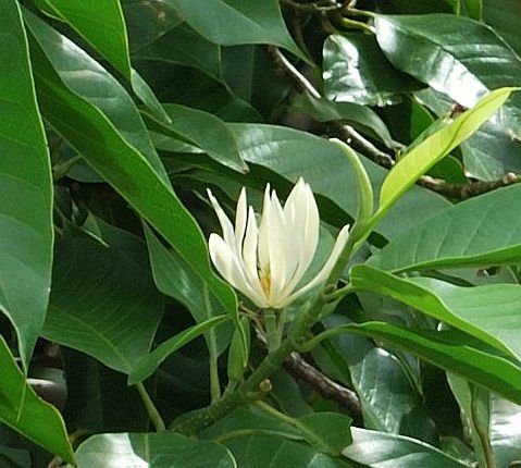 CÂY NGỌC LAN TRẮNG 3