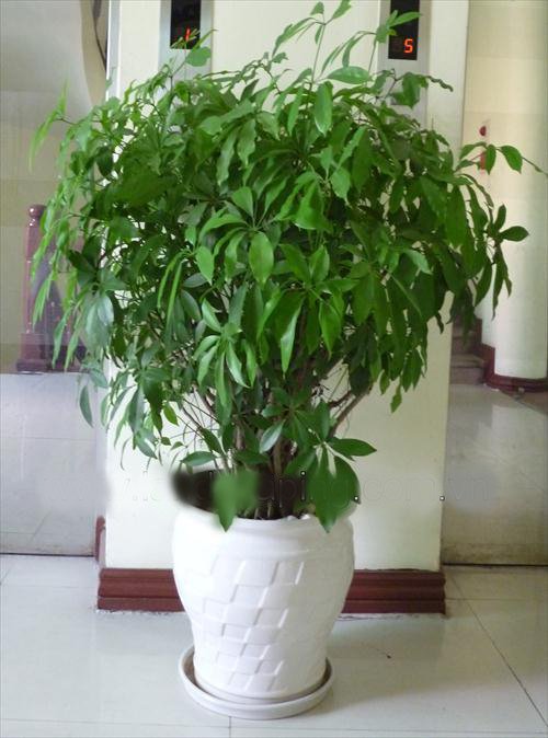 CÂY NGŨ GIA BÌ 2