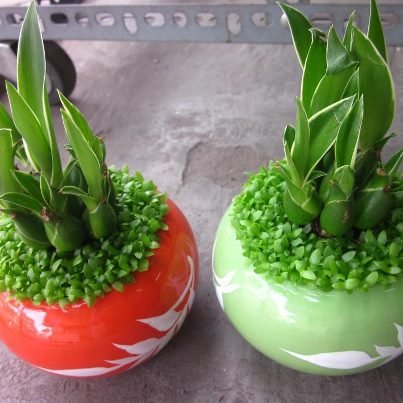 CÂY PHÁT TÀI MAY MẮN 3
