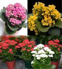 CÂY SỐNG ĐỜI 3