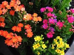 CÂY SỐNG ĐỜI 2