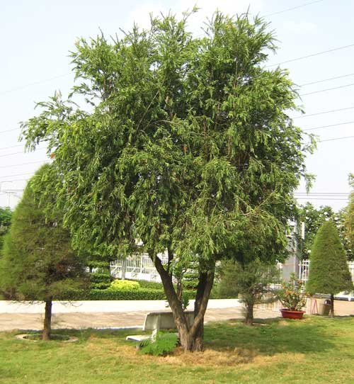 CÂY TRÀM BÔNG ĐỎ 2