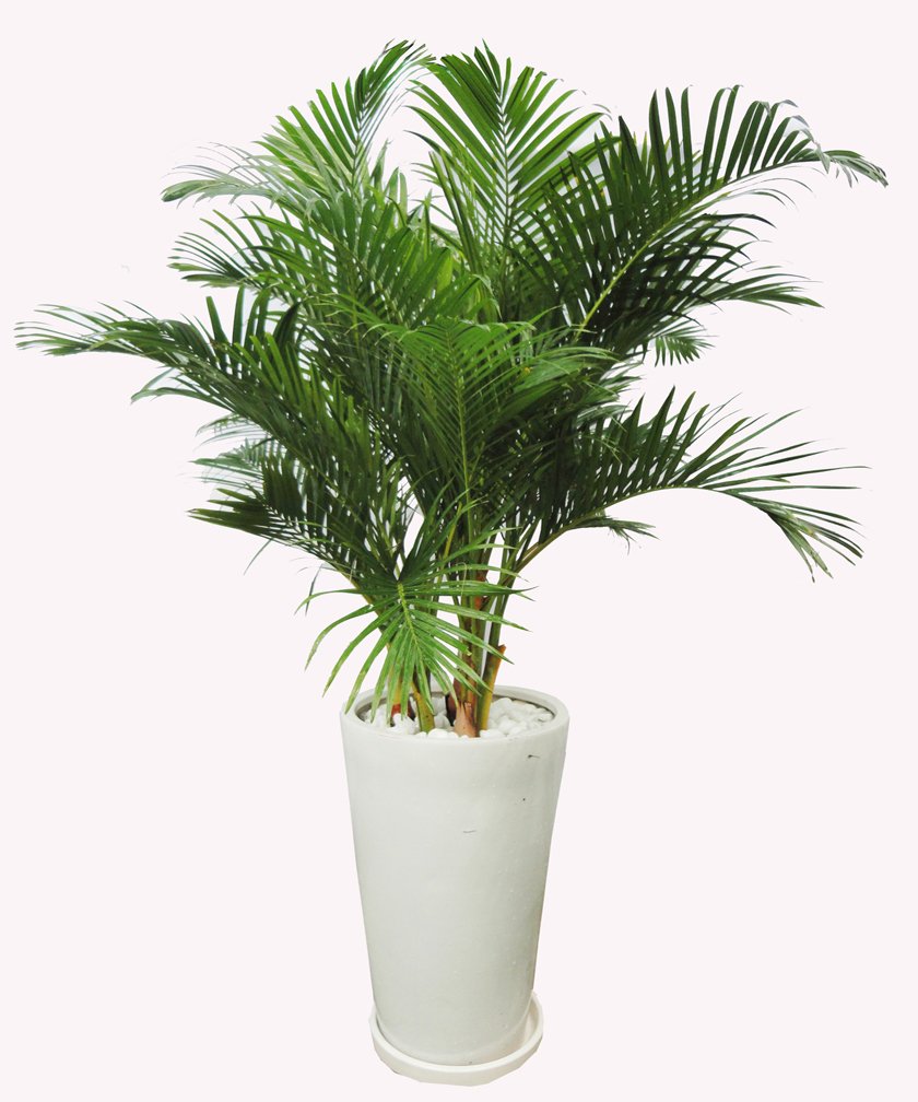 BÁO GIÁ CHO THUÊ CÂY CẢNH, CÂY XANH TỔ CHỨC SỰ KIỆN 2