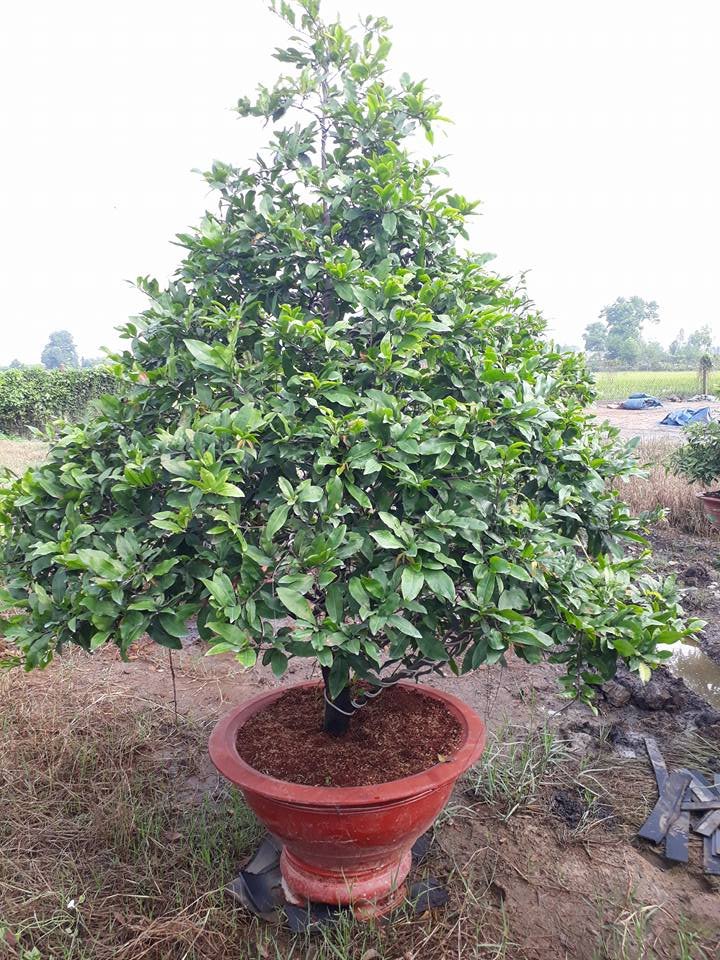 DỊCH VỤ CHO THUÊ CÂY MAI CHƯNG TẾT TẠI QUẬN 1 HCM GIÁ RẺ, UY TÍN 2