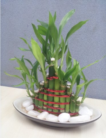 PHÁT TÀI THUYỀN 2