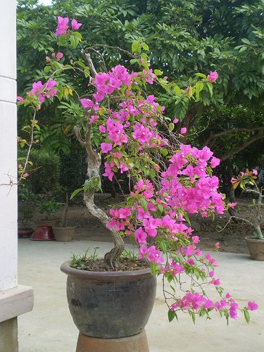 CÂY BÔNG GIẤY 2