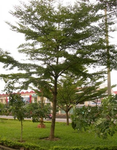 CÂY BÀNG ĐÀI LOAN 2
