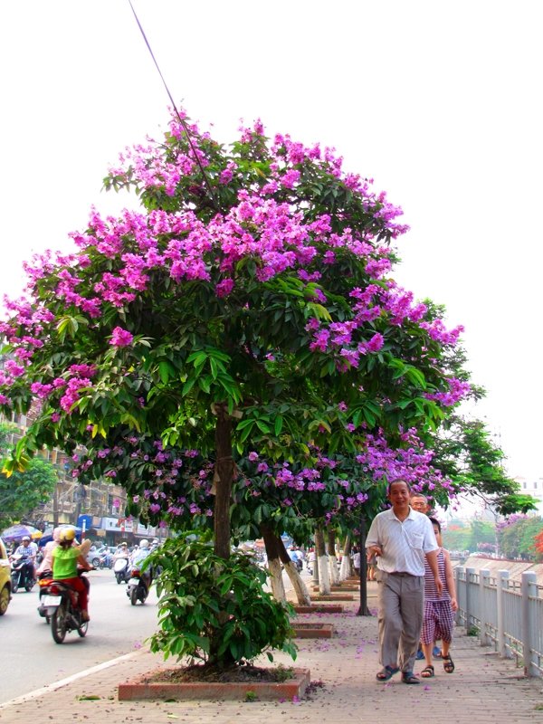 CÂY BẰNG LĂNG 2